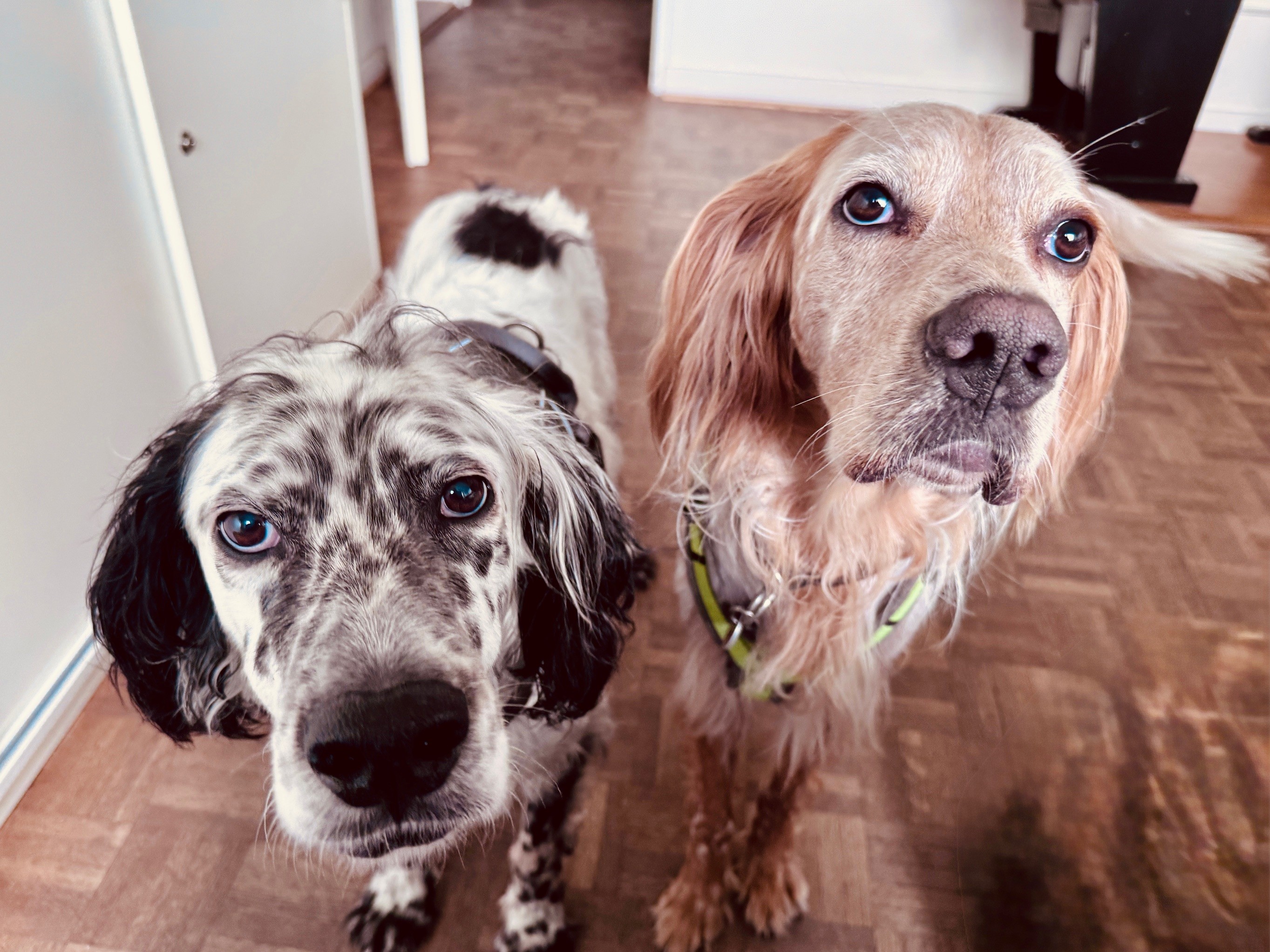 Hunde