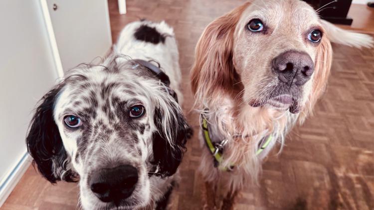 Hunde